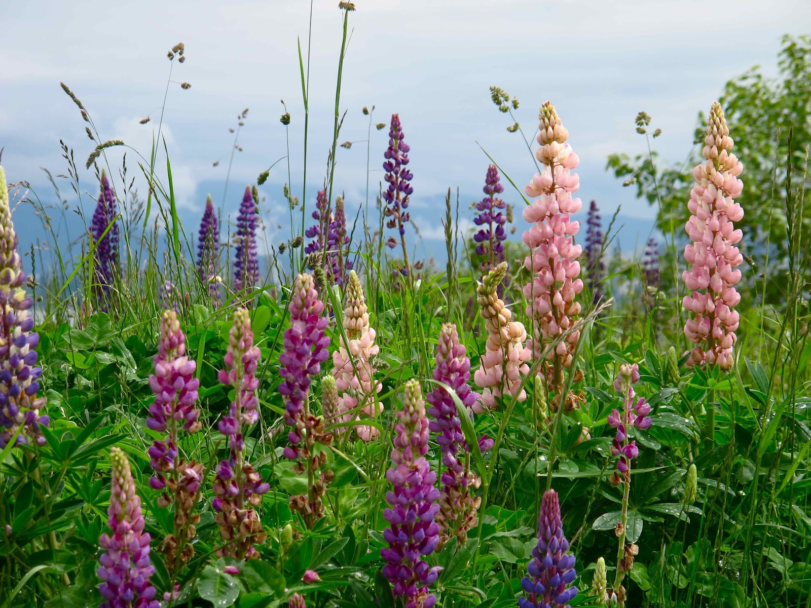June flowers
