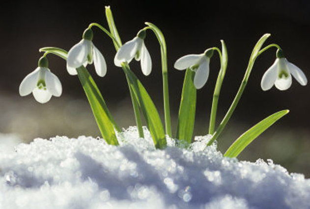 Snowdrops